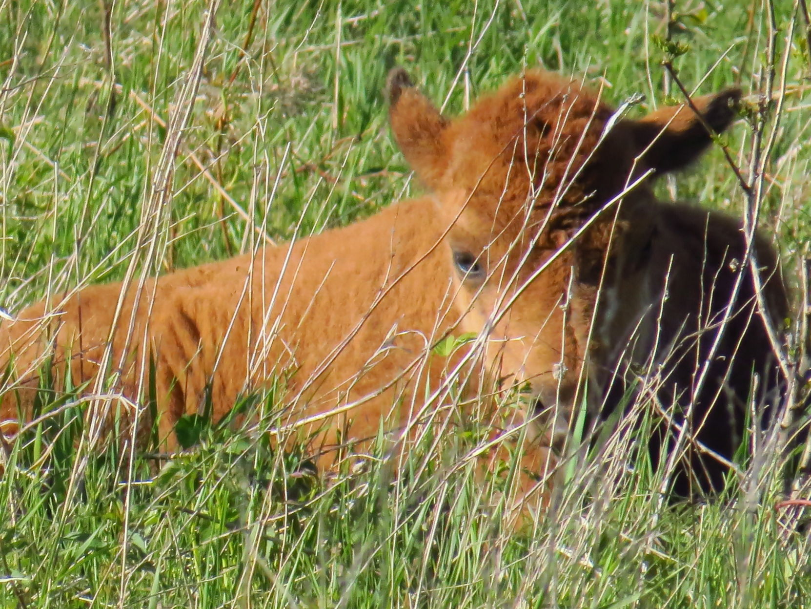 Bison3